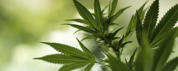 Condos & Cannabis