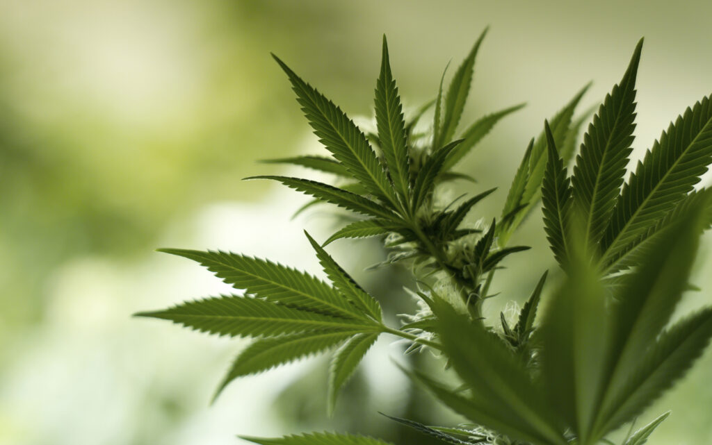 Condos & Cannabis